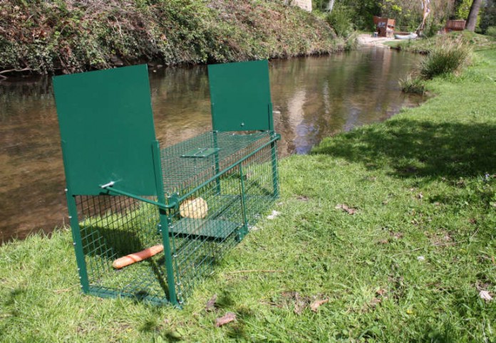 Mit diesem Käfig sollen die Tiere eingefangen und umgesiedelt werden. Derzeit geht man von zwei Stück aus. Auch Sellerie und Möhren konnten sie gestern nicht anlocken.